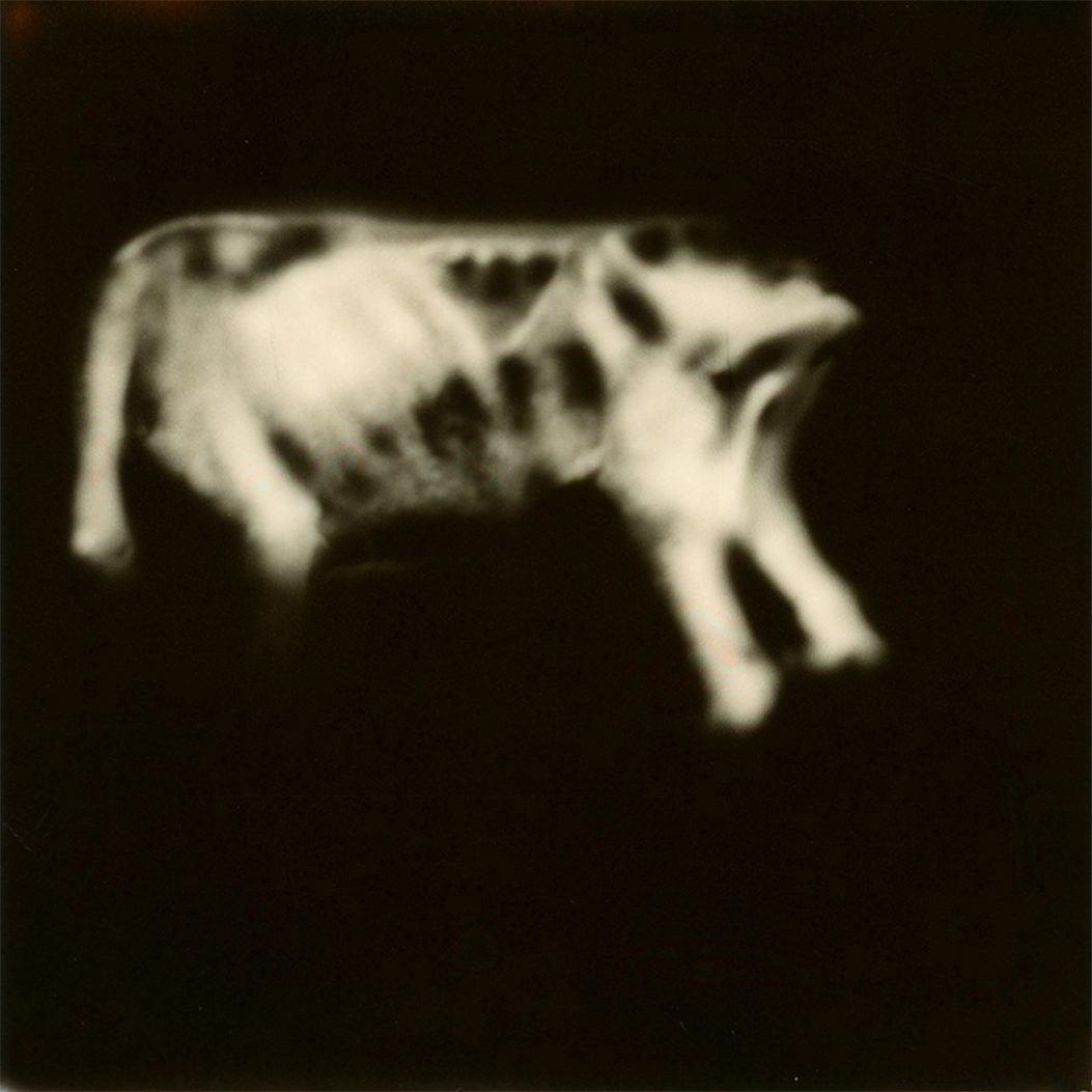 Polaroid 05