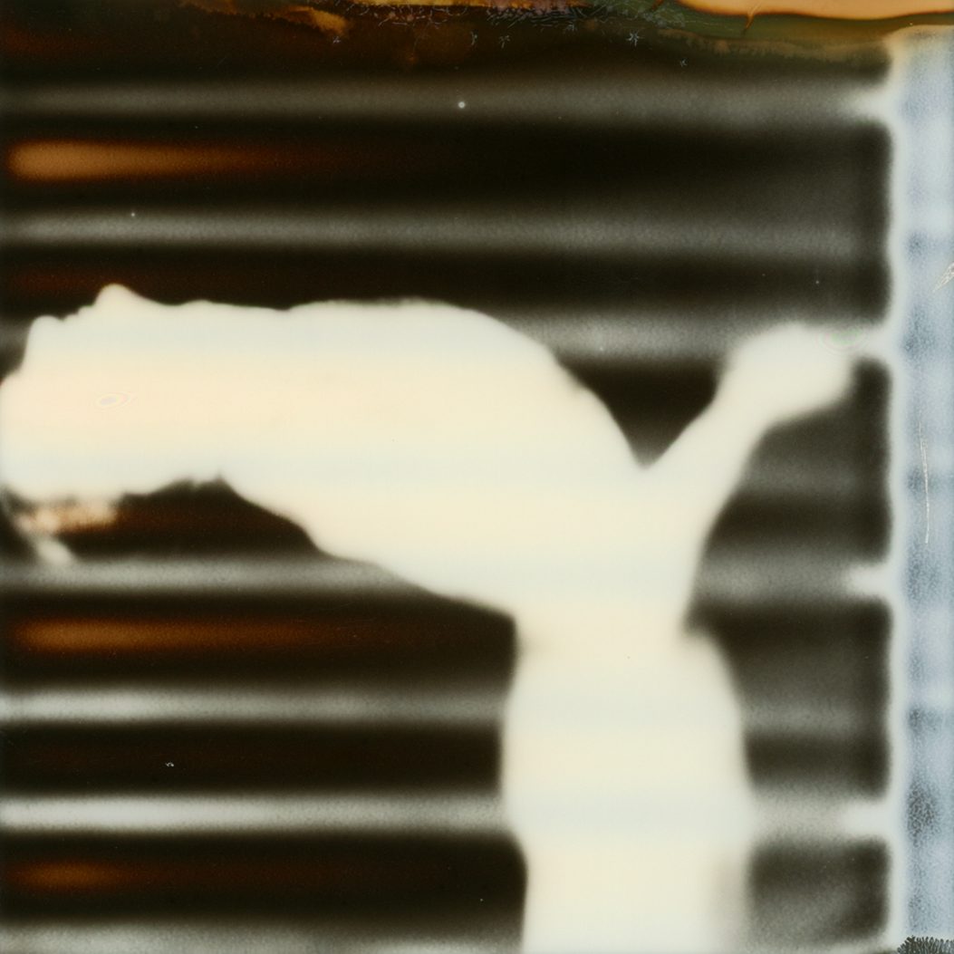 Polaroid 12
